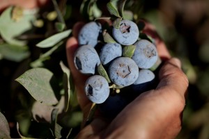 Off-Season Blueberries