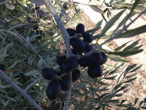 Ripe Olives for Oil