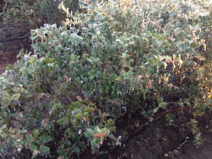 Ice covering plant to keep the tissue at 32 degrees.