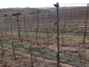 pruning1