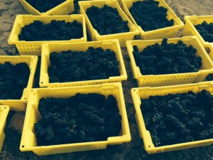 Pinot Harvest 2014